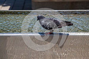 Pigeon drinking water from fountain at the city park