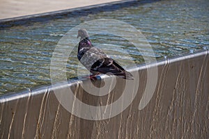 Pigeon drinking water from fountain at the city park