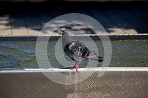 Pigeon drinking water from fountain at the city park