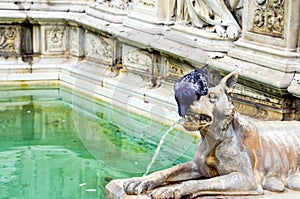 Pigeon drinking water at the fountain photo
