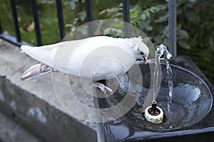 Pigeon drinking water on a hot summer day