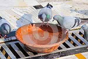 Pigeon drinking in the water kept on rooftop in summers