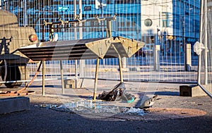 Pigeon drinking water on a street