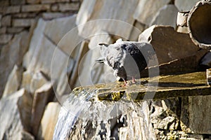Pigeon drinking water from the pool of fountain in park