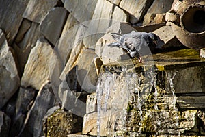 Pigeon drinking water from the pool of fountain in park
