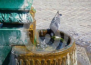 Pigeon drinking water in summer
