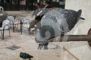 Pigeon drinking wather