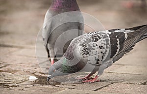 Pigeon drinks from a puddle of water in the street