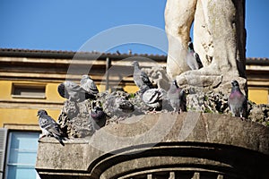 Pigeon drinks water from dogs statue