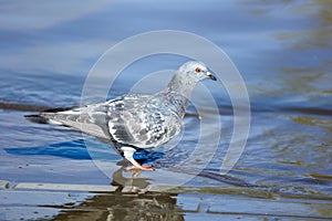 Pigeon drinks water in the lake