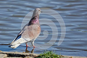 Pigeon drinks water in the lake