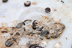 Pigeon droppings on the windowsill