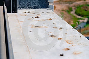 Pigeon droppings on the windowsill
