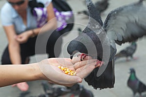 Pigeon Eating Corn From Hand