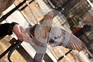 Pigeon Eating Corn From a Woman`s Hand