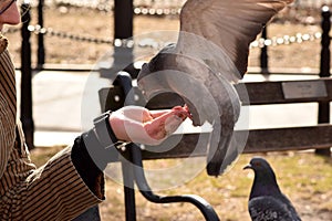 Pigeon Eating Corn From a Woman`s Hand