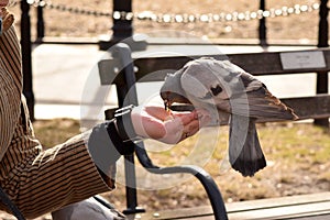 Pigeon Eating Corn From a Woman`s Hand