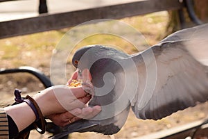 Pigeon Eating Corn From a Woman`s Hand