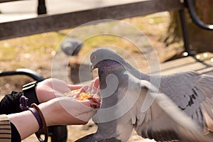 Pigeon Eating Corn From a Woman`s Hand