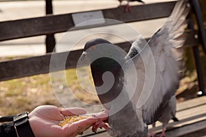 Pigeon Eating Corn From a Woman`s Hand