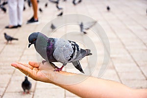 Pigeon eating the corns from the man hands