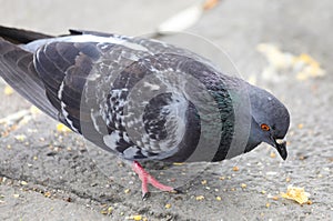 PIGEON eating crumbs on the square of the European city