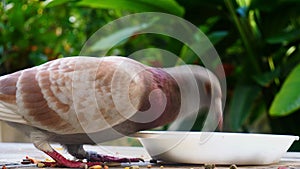 Pigeon eating grain