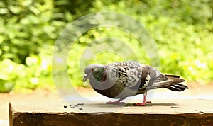 Pigeon