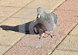 The pigeon eating some bread, cakes,