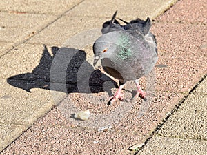 The pigeon eating some bread, cakes,