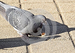 The pigeon eating some bread, cakes,