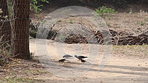 Pigeon eats grains in high heat by picking up grains from their beaks