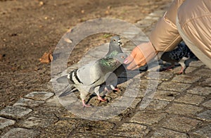 Pigeon eats sunflower seeds from a female hand