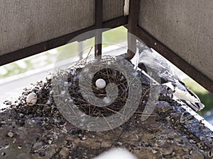 Pigeon egg on the balcony