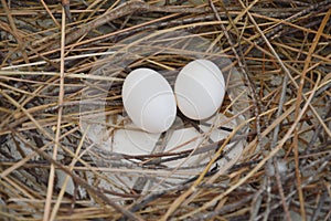 Pigeon egg on the nest