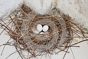 Pigeon egg on the nest