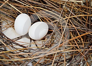 Pigeon egg on the nest