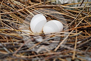 Pigeon egg on the nest