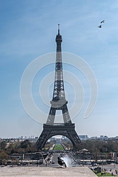 The pigeon and the eiffel tower