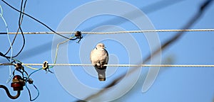 Pigeon on a electric cable