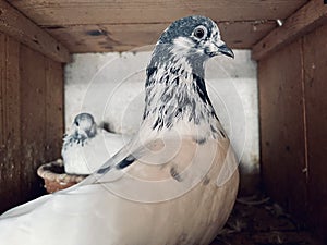 pigeon Embrace the serenity of dawn wildlife captivating photograph 1