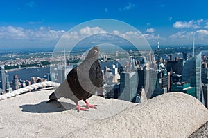 Pigeon on the Empire State Building,New York