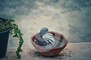 Pigeon enjoy summer with coldness water