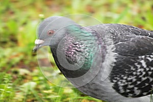 Pigeon face to face.Rock Pigeons crowd streets and public squares, living on discarded food and offerings of birdseed