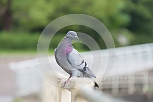 Pigeon Facing Right