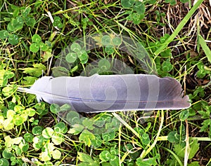 Pigeon Feather Found On Green Wood Sorrel Fairy Bells