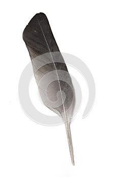 Pigeon feather isolated