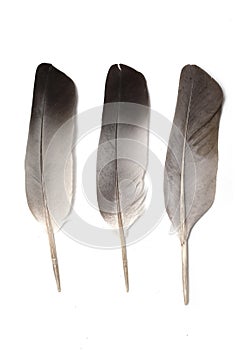 Pigeon feather isolated