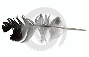 Pigeon feather isolated