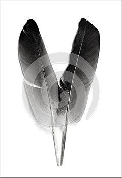 Pigeon feather isolated